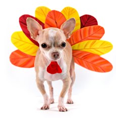 thanksgiving-dog